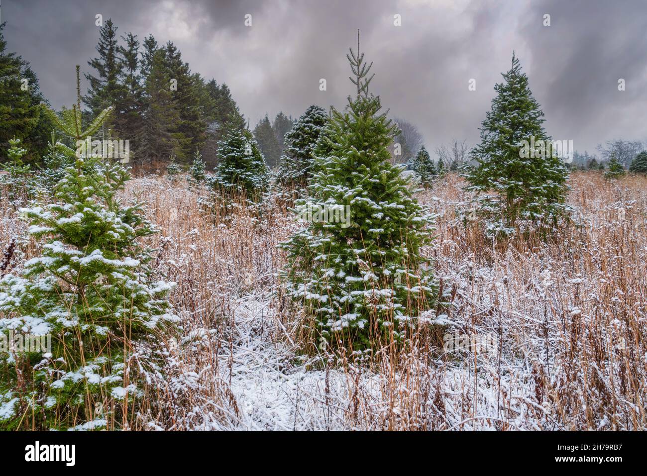 Snow falling on a Christmas tree farm. Stock Photo