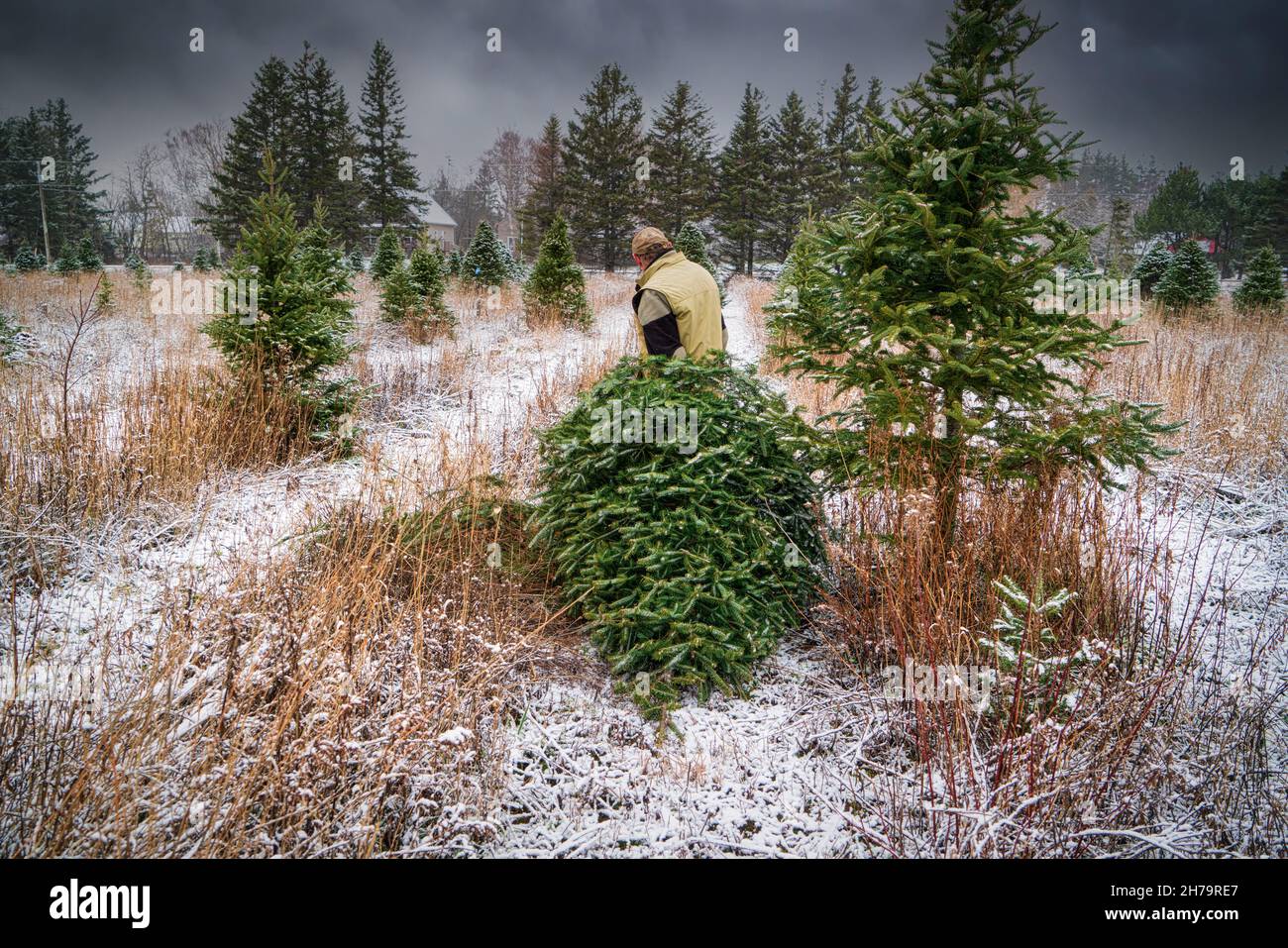 Older senior man hauling a freshly cut balsam fir through a Christmas tree farm. Stock Photo