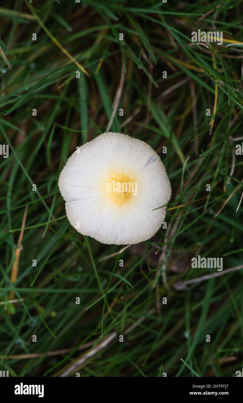 Fungus - Yellow Fieldcap (Bolbitius titubans) Stock Photo