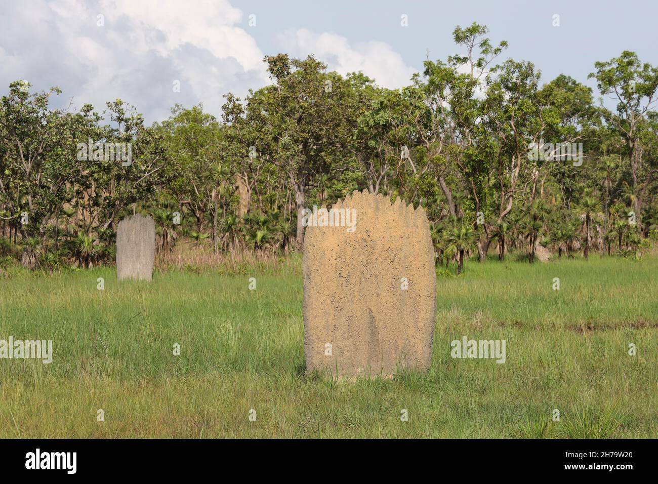 Magnetic termite mounds in Litchfield National Park, Northern Territory, Australia. Stock Photo