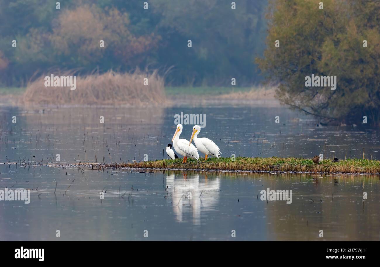 Two American White Pelican in Habitat Stock Photo - Alamy