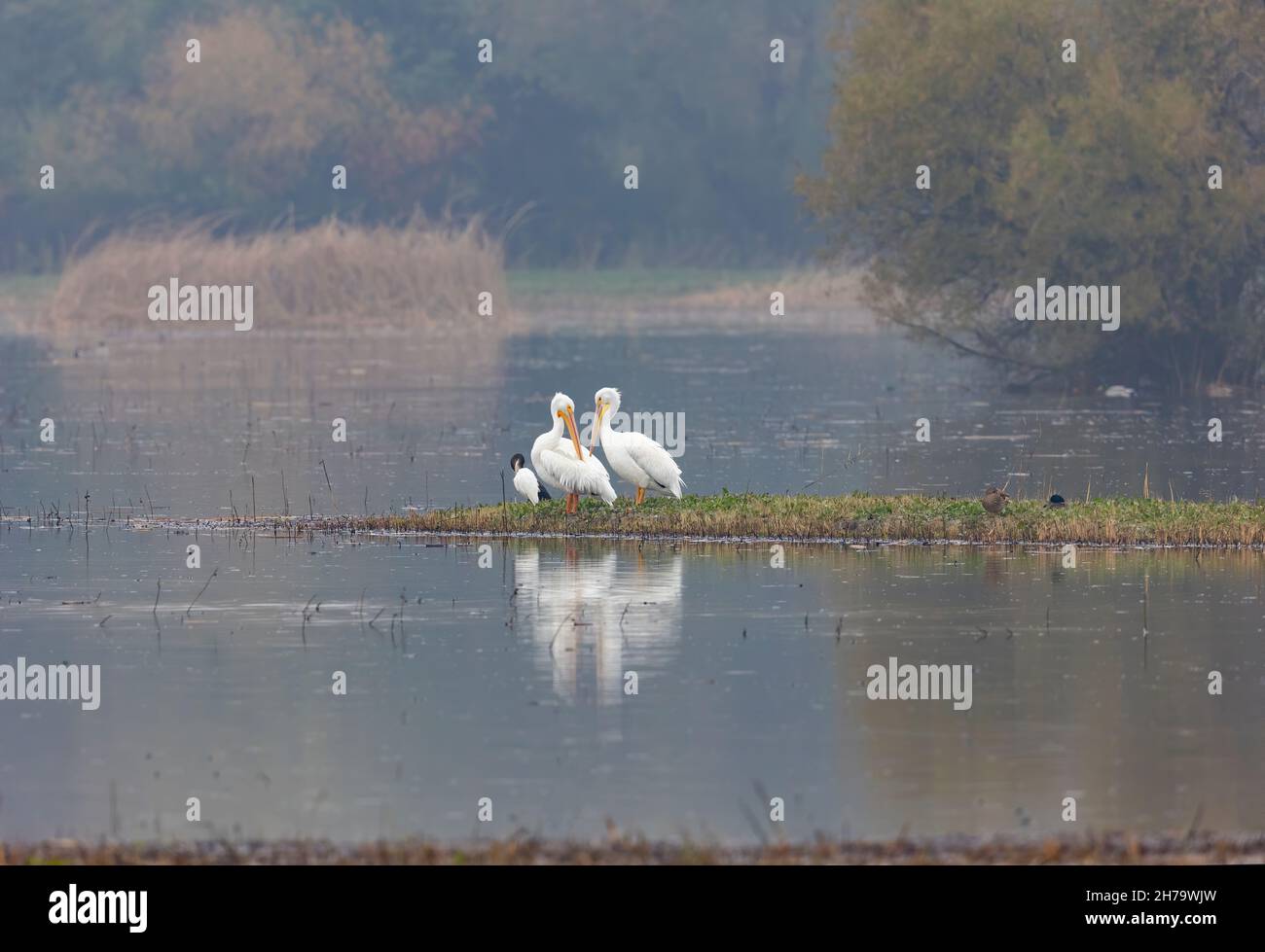 Two American White Pelican in Habitat Stock Photo - Alamy