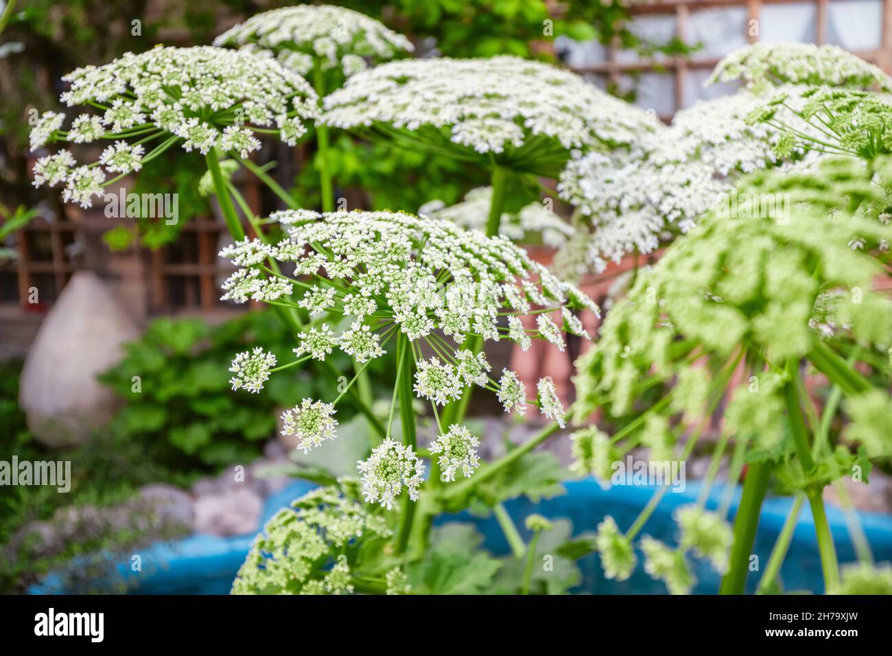 The Heracleum sosnowskyi or Sosnowsky hogweed plant blooming in the garden. It is a very dangerous highly invasive pest that can cause serious skin bu Stock Photo