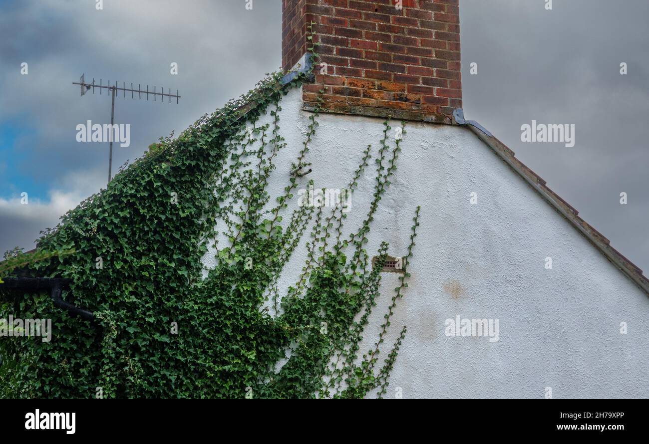 house with a white end wall partially covered with creeping common ivy (Hedera helix) Stock Photo