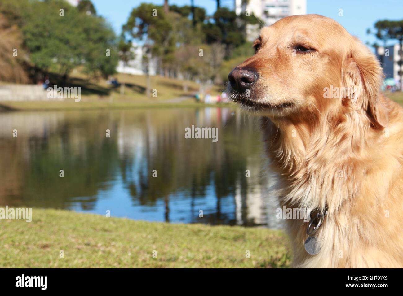 A female Golden Retriever walks in nature, has fun in the sun, plays with a tree branch. Stock Photo