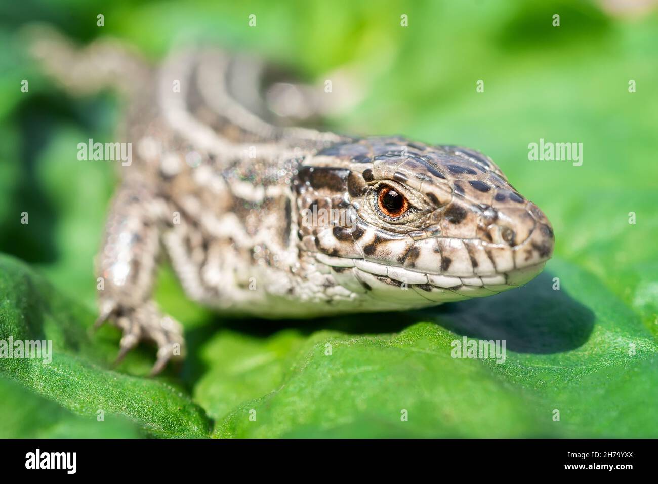 The head of a female lizard, macro photo of the head of a female lizard, Lacerta agilis Stock Photo