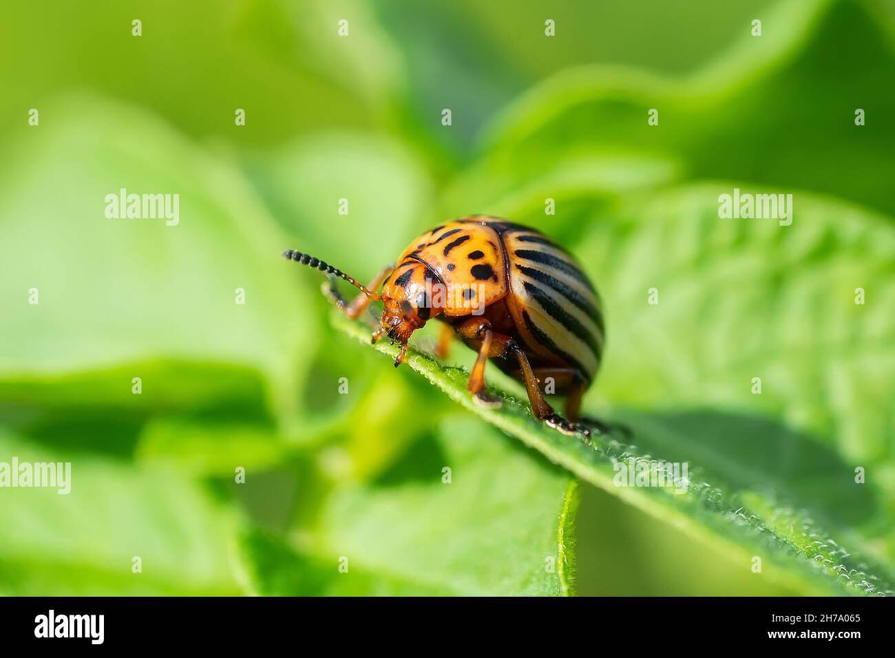 The Colorado potato beetle (Leptinotarsa decemlineata) is a serious pest of potatoes, tomatoes and eggplants. Insecticides are currently the main meth Stock Photo