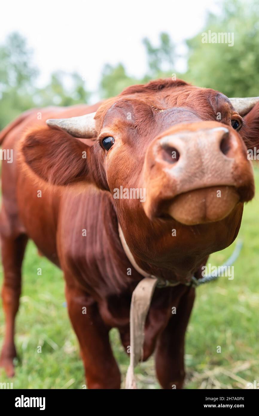 Red angus heifer portrait picture blue sky background Stock Photo - Alamy