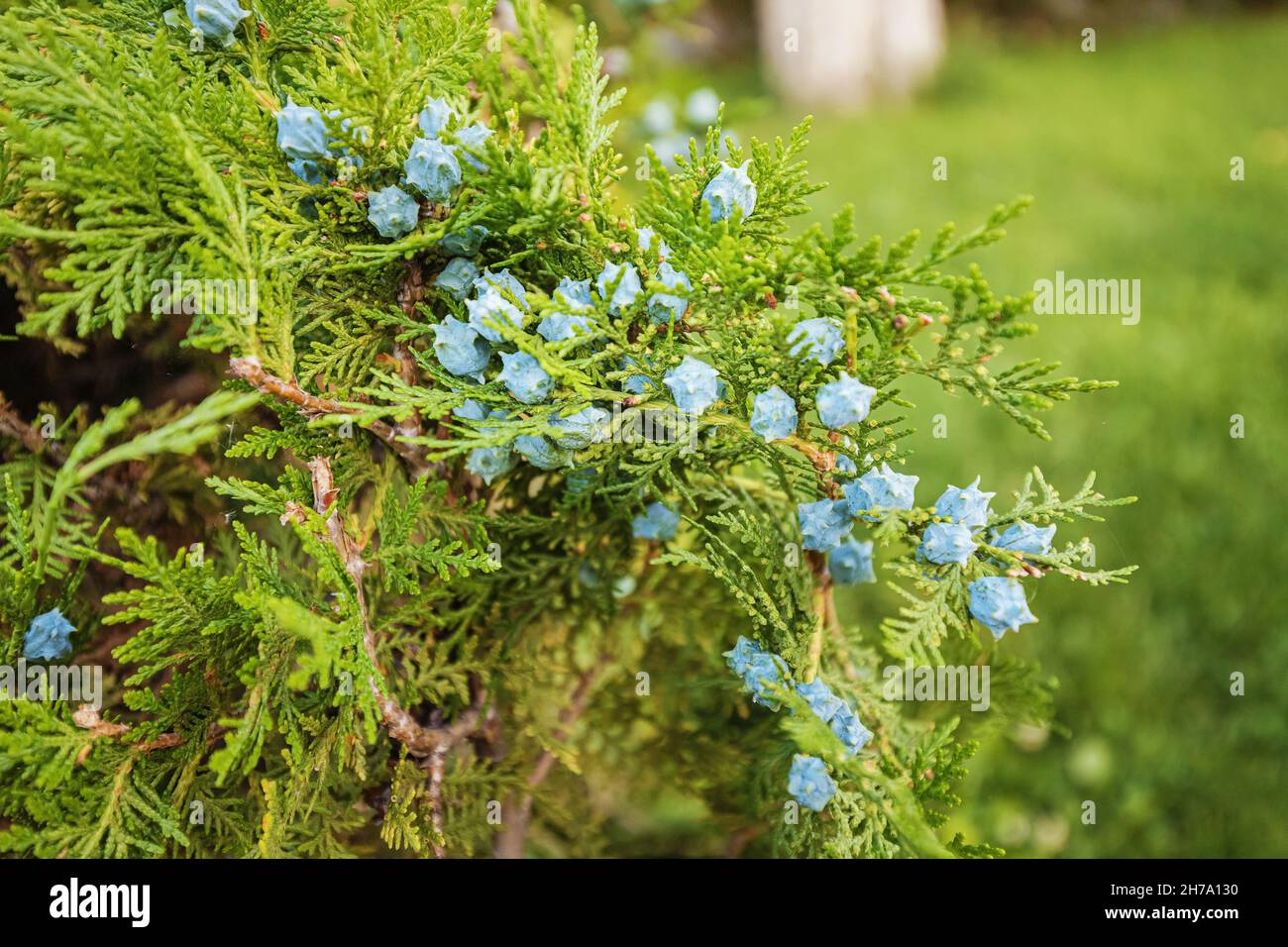 Platycladus or Oriental Thuja close-up branch with ripe blue cones Stock Photo