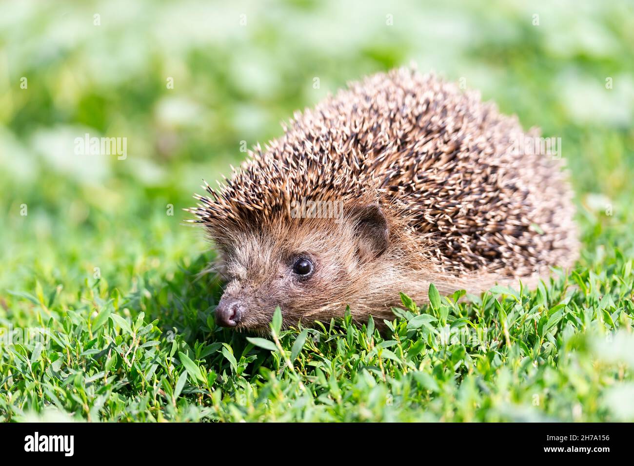 Hedgehog (Scientific name: Erinaceus Europaeus) close up of a wild, native, European hedgehog, facing right in natural garden habitat on green grass l Stock Photo