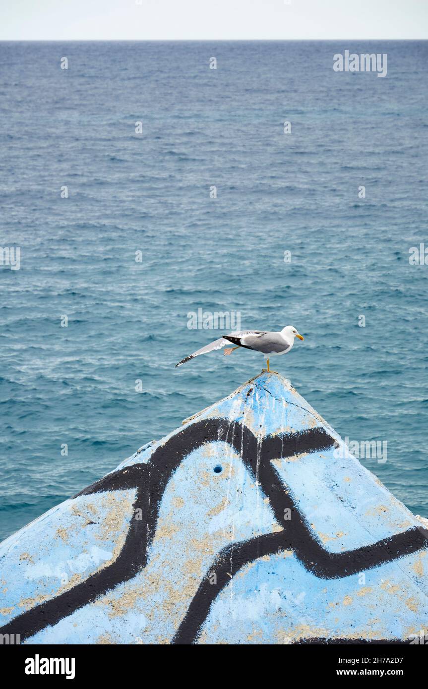 Yellow-legged gull (Larus michahellis) on a painted block of Cubos de la Memoria, artwork from Agustín Ibarrola in Llanes harbour (Asturias, Spain) Stock Photo