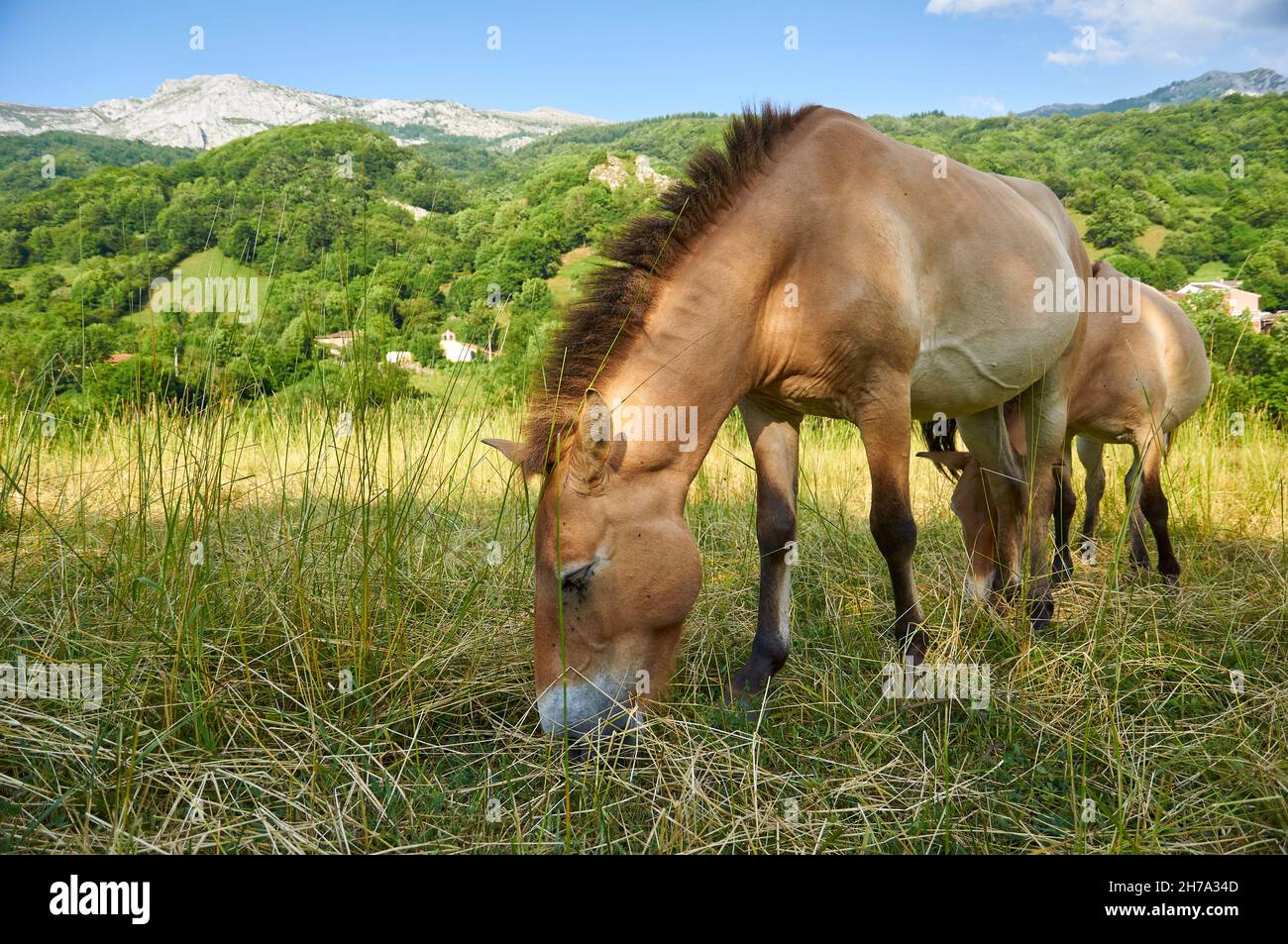 Couple of Przewalski's horse (Equus ferus przewalskii), named Blenda and Rayo, grazing at the Prehistoric Park of Teverga (Asturias, Spain) Stock Photo