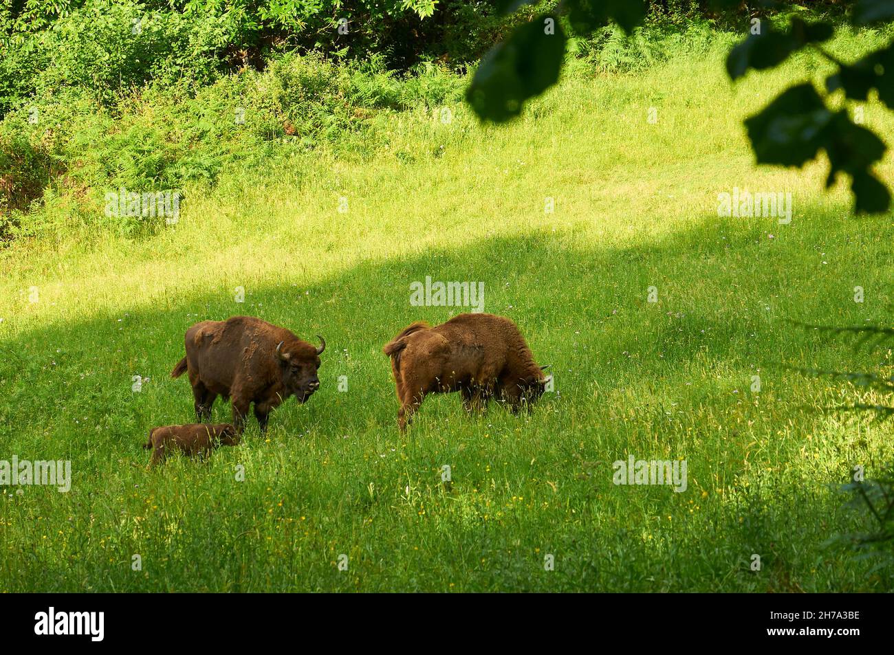 European bisons (Bison bonasus), named Lipión and Pipa, with their newly born calf, grazing at the Prehistoric Park of Teverga (Asturias, Spain) Stock Photo