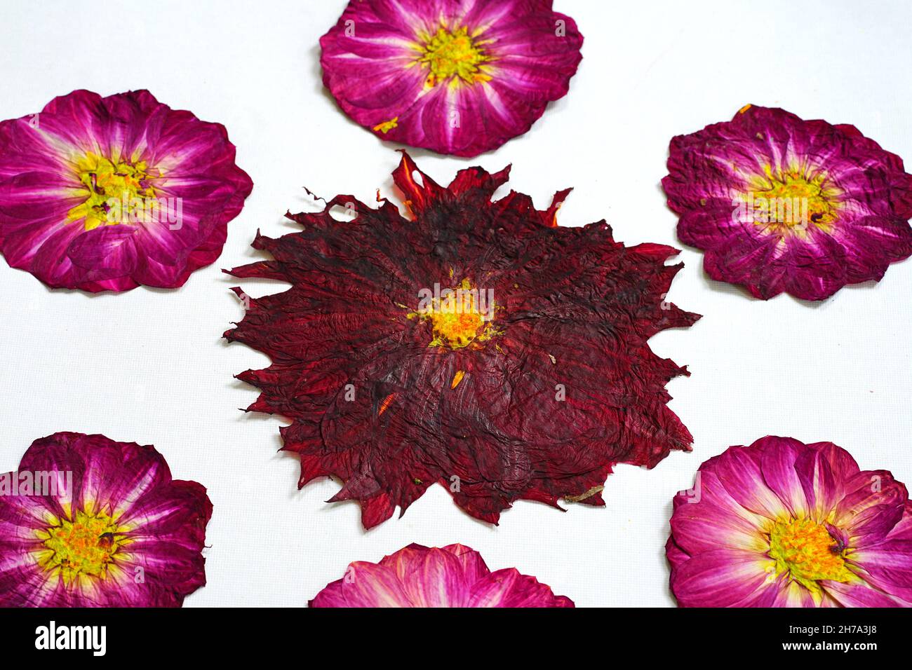Dinnerplate Dahlia High Resolution Stock Photography and Images - Alamy