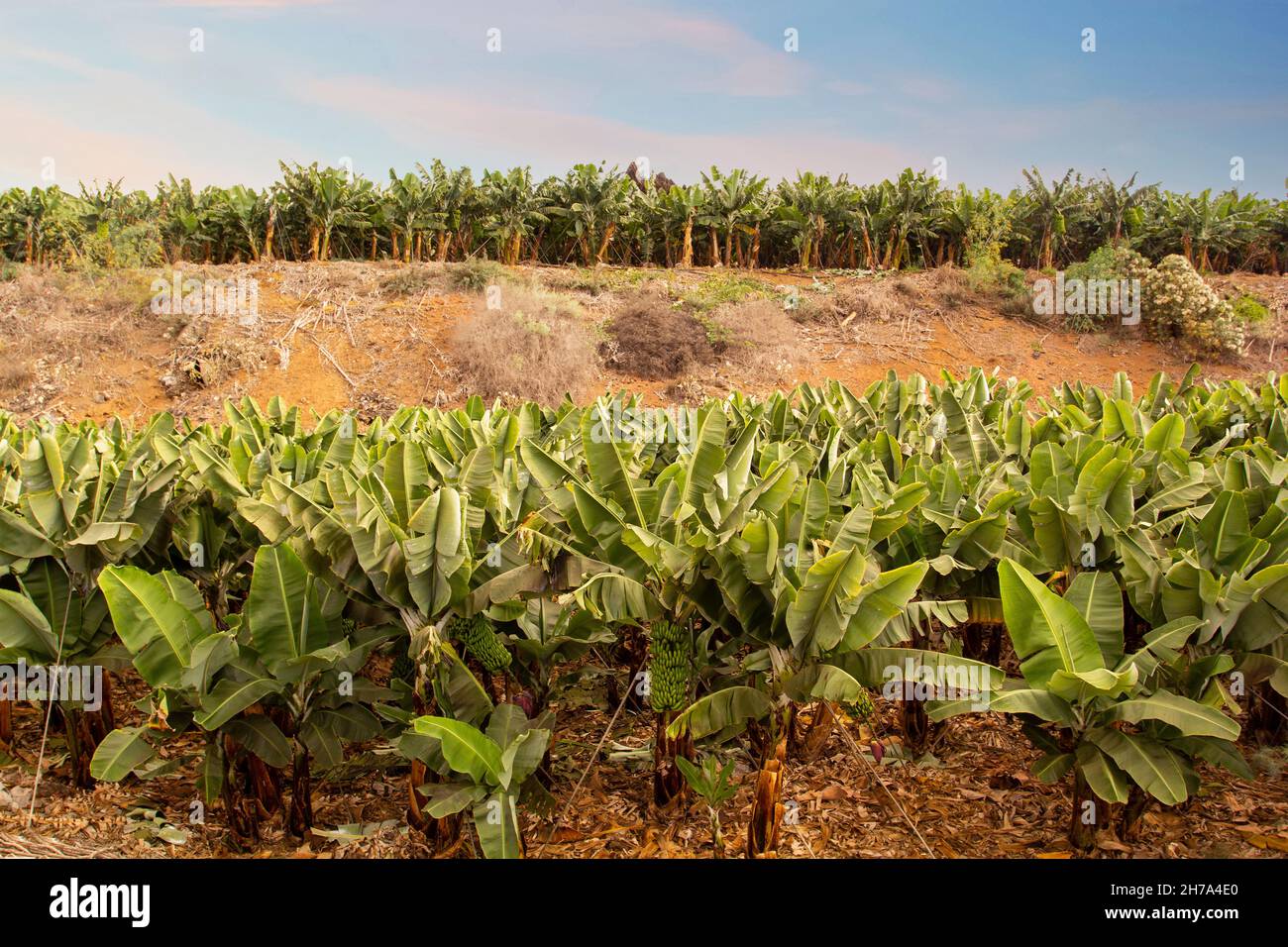 Banana trees. Banana plantation, Tenerife, Spain. Stock Photo
