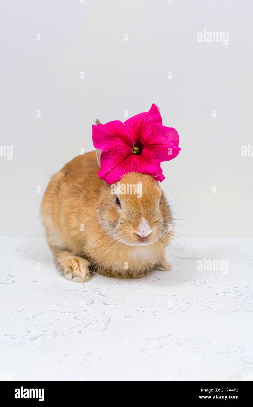 Ginger rabbit with a pink flower on a white background. The basis for the postcard. Stock Photo