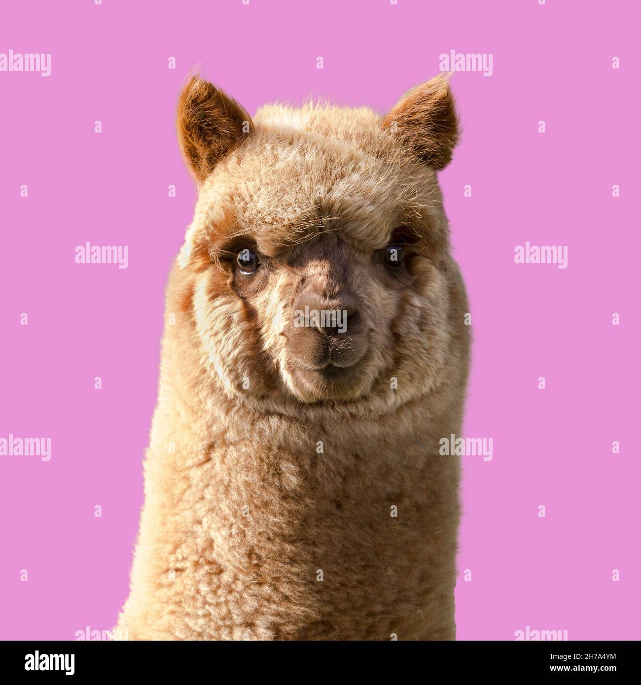 Cute young alpaca. Llama portrait on pink background. Stock Photo