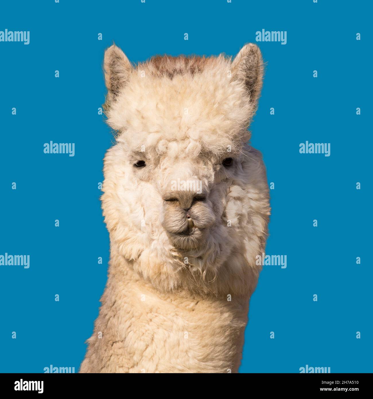 Funny white alpaca head on blue background. Stock Photo