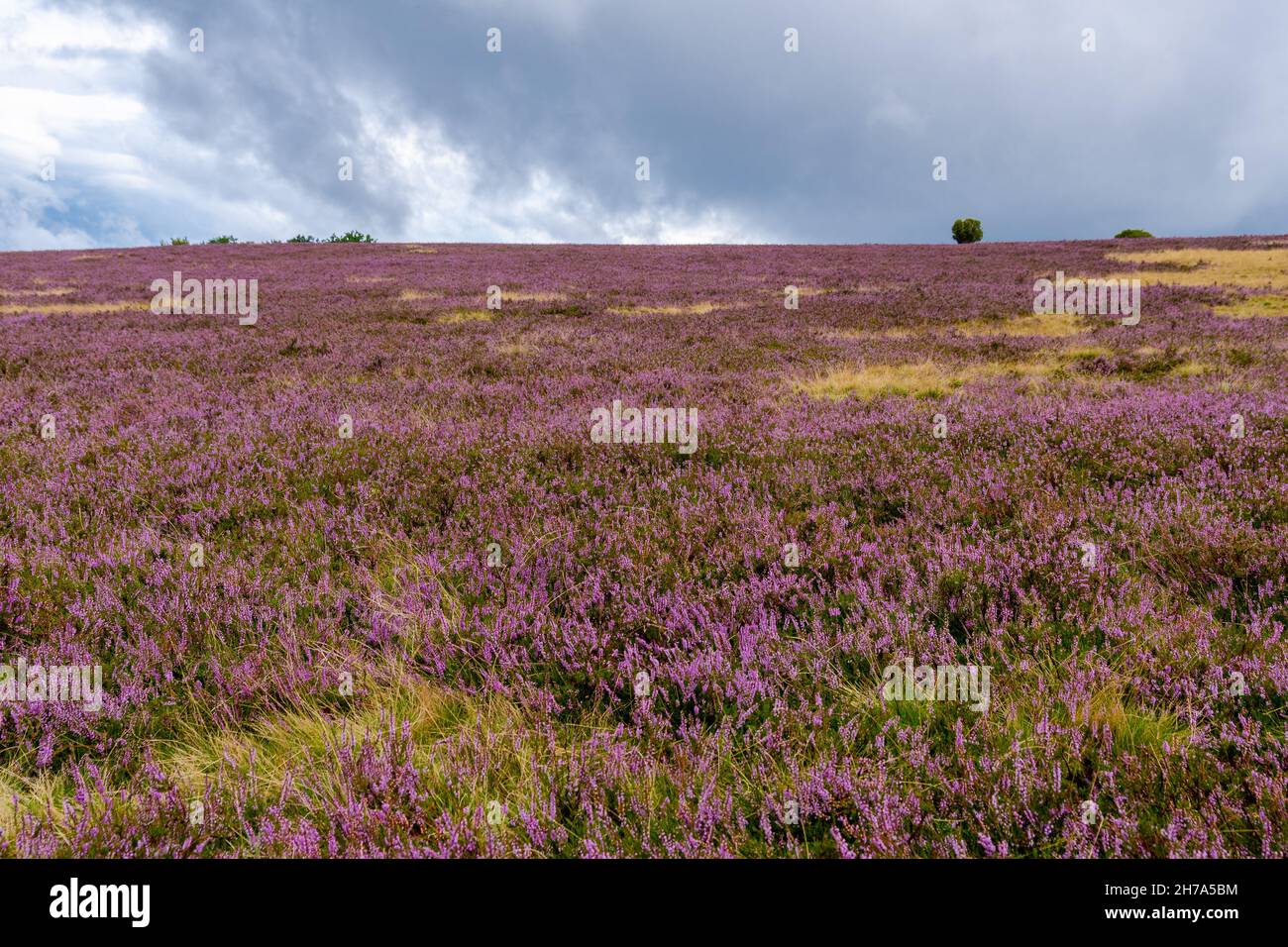 Lueneburg heath, heather bloom in August Stock Photo