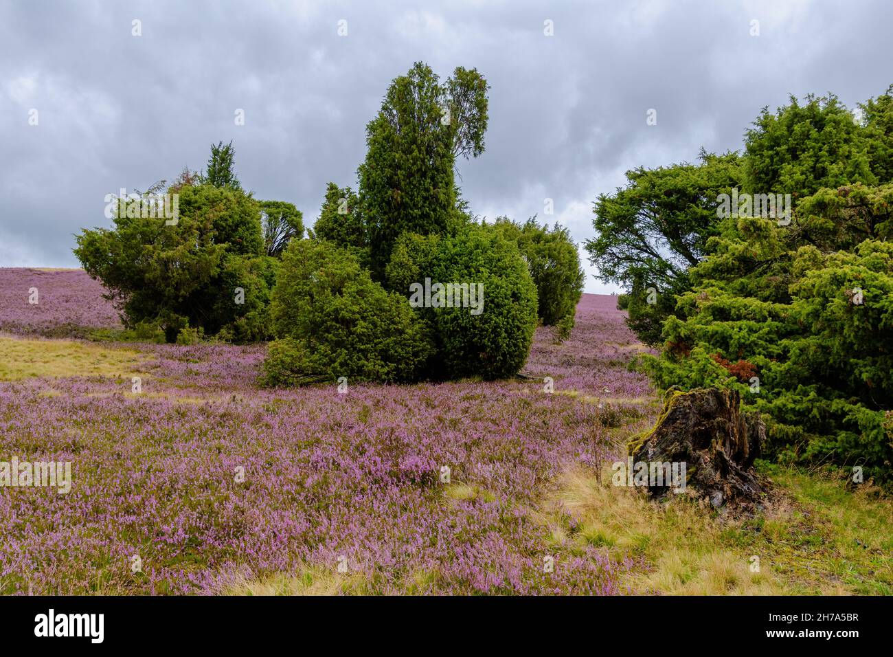 Lueneburg heath, heather bloom in August Stock Photo