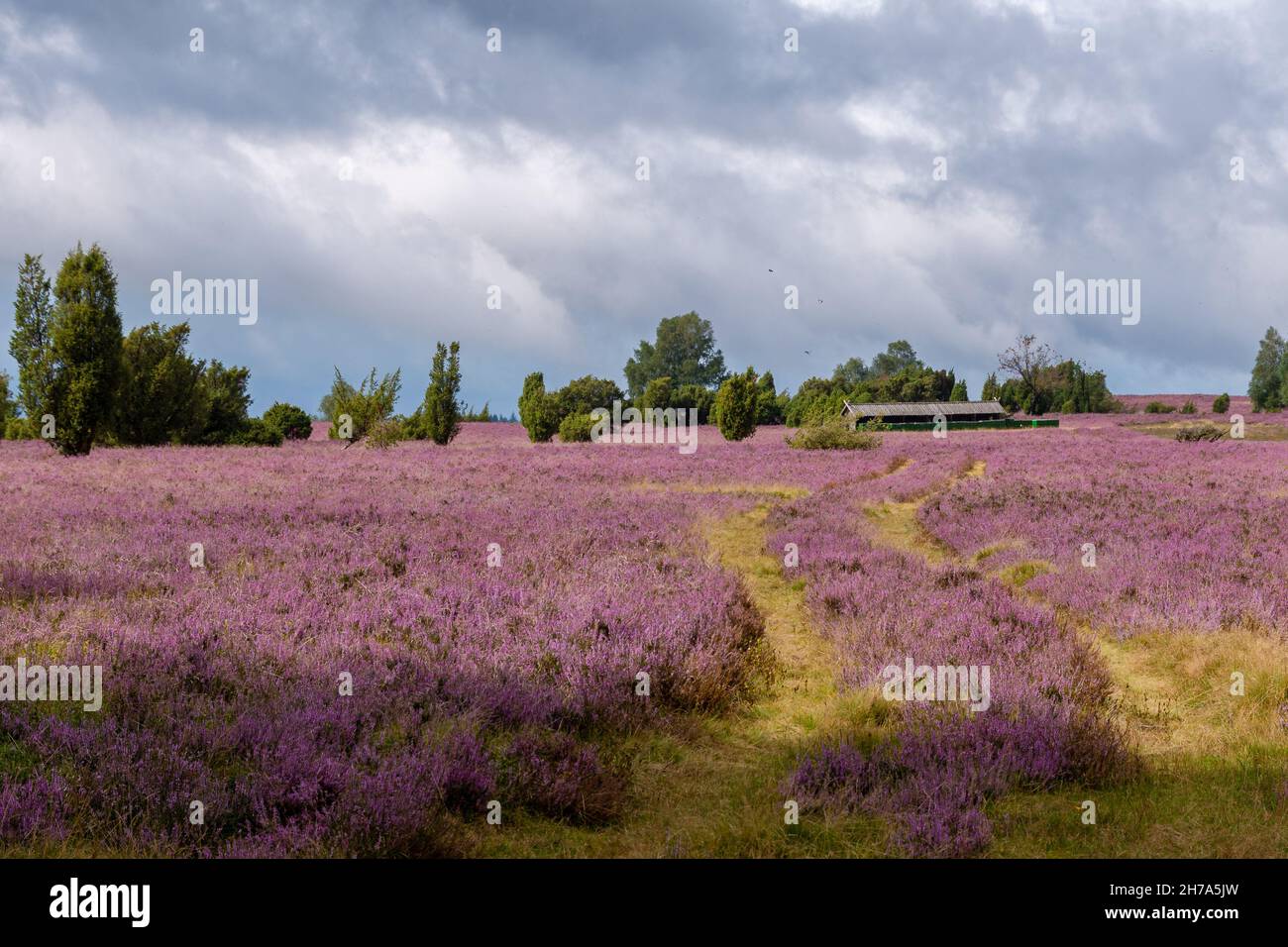 Lueneburg heath, heather bloom in August Stock Photo
