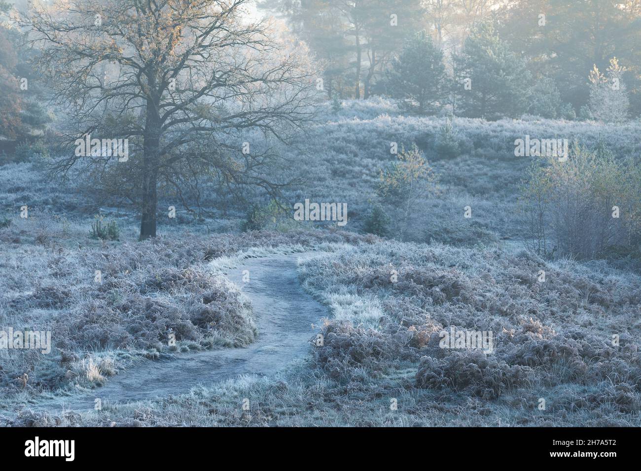 road between hills in morning frost, Limburg Stock Photo
