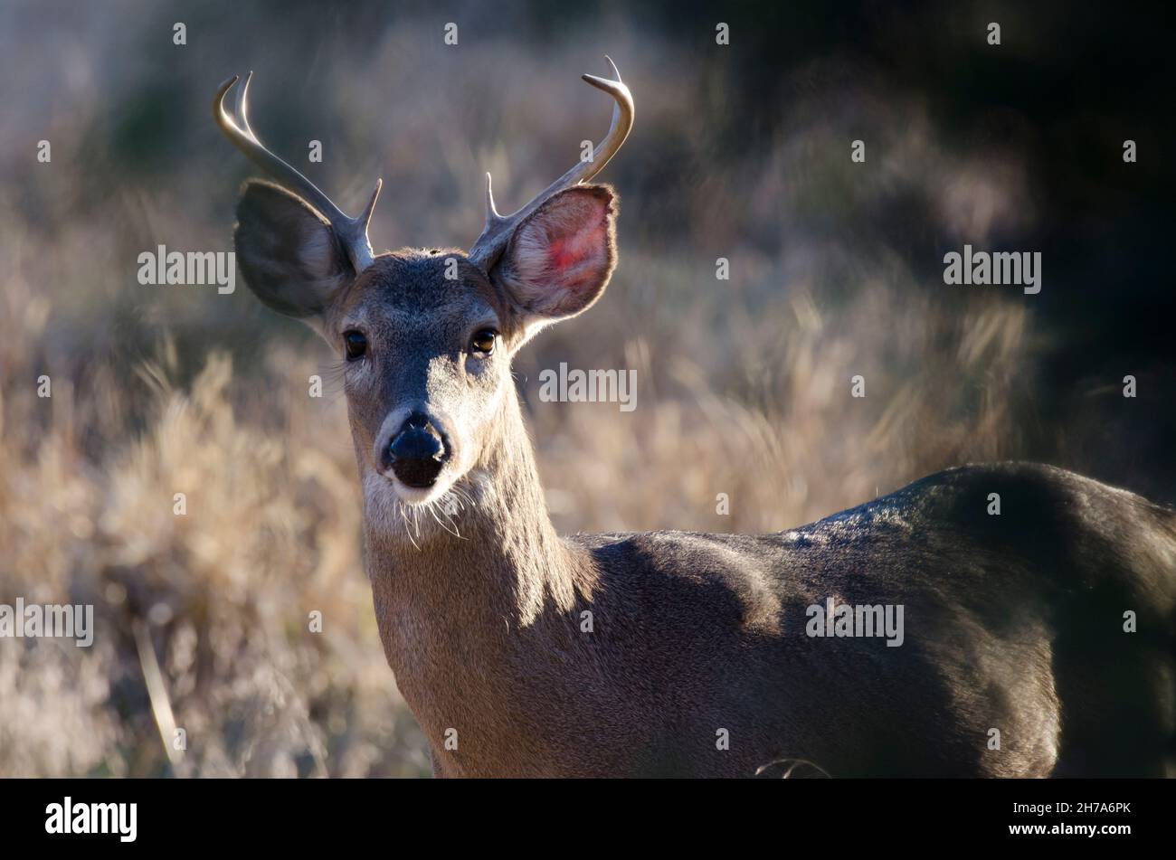 White-tailed Deer, Odocoileus virginianus, buck backlit in late light Stock Photo