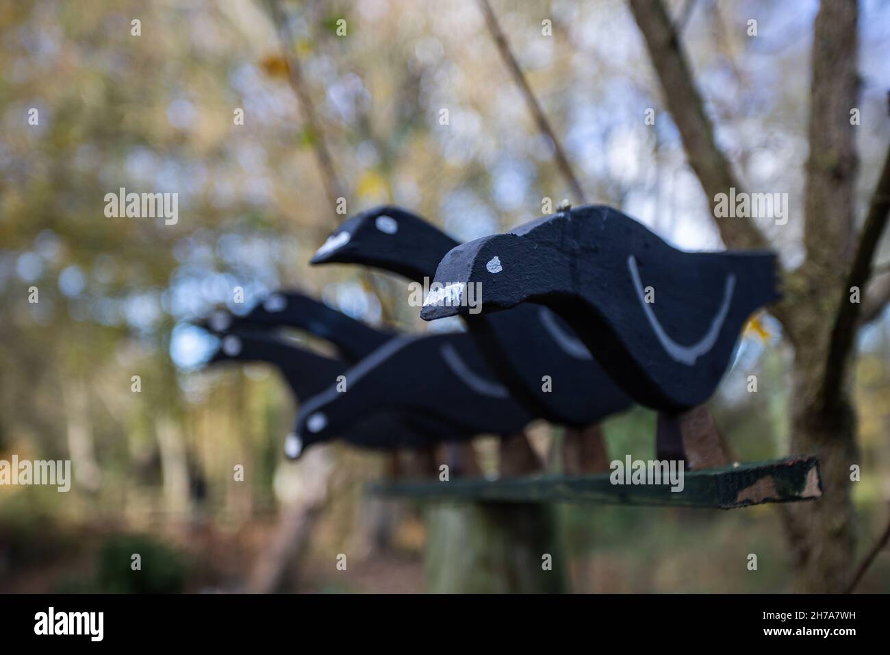 A row of black wooden birds seen perched in the Hadlow Fields fairy gardens in Cheshire in November 2021. Stock Photo