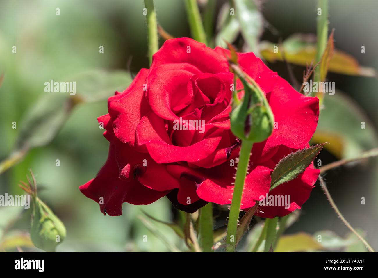 Beautiful red rose flower on a green blurred background. Red rose ...
