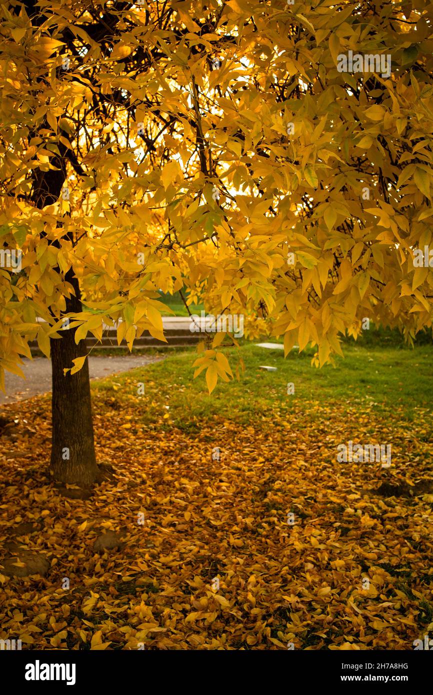 Orange leaves on the trees in the park. Autumn vibes Stock Photo - Alamy