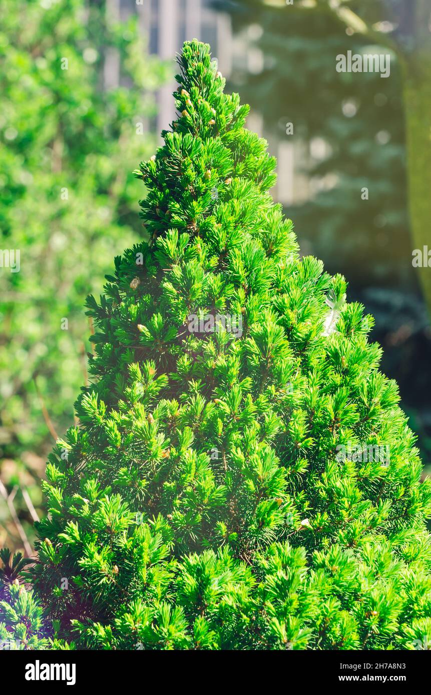 Cypress micro spruce in the park green needles. Stock Photo