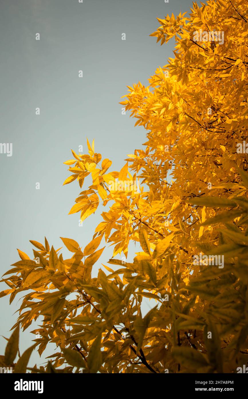 Orange leaves on the trees in the park. Autumn vibes Stock Photo - Alamy