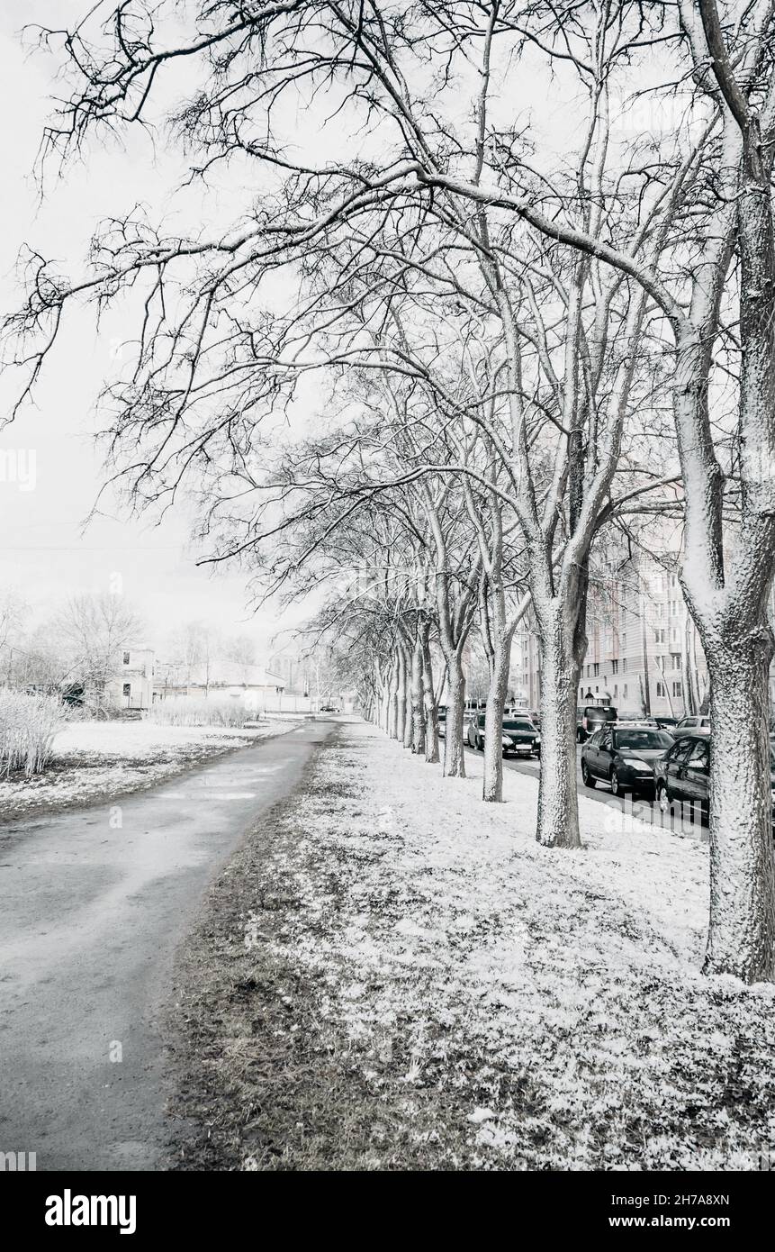 View of an avenue with trees in a cold snowy spring. Stock Photo