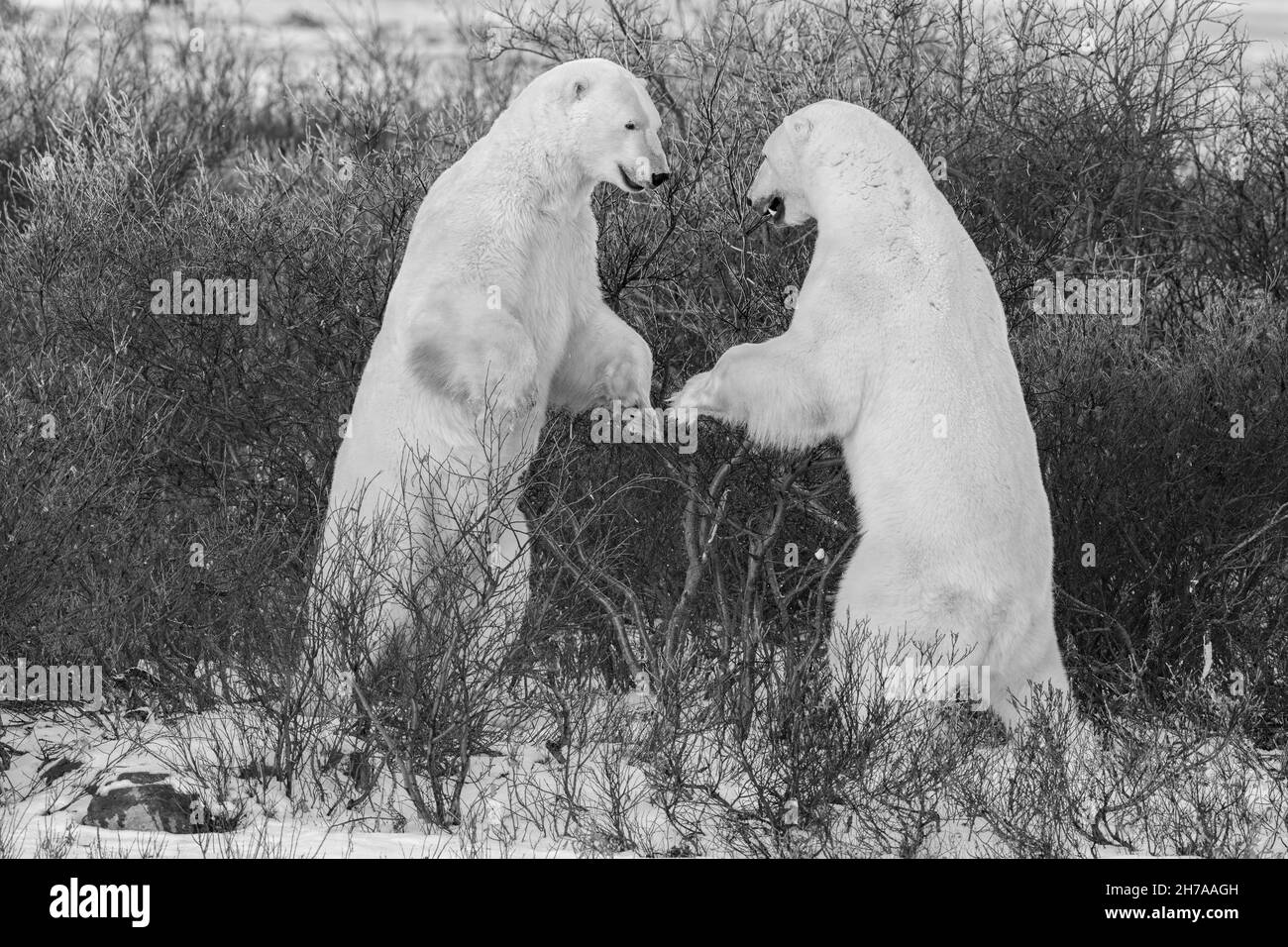 Canada, Manitoba, Churchill. Male polar bears sparring in the willows (WILD: Ursus maritimus) B&W Stock Photo