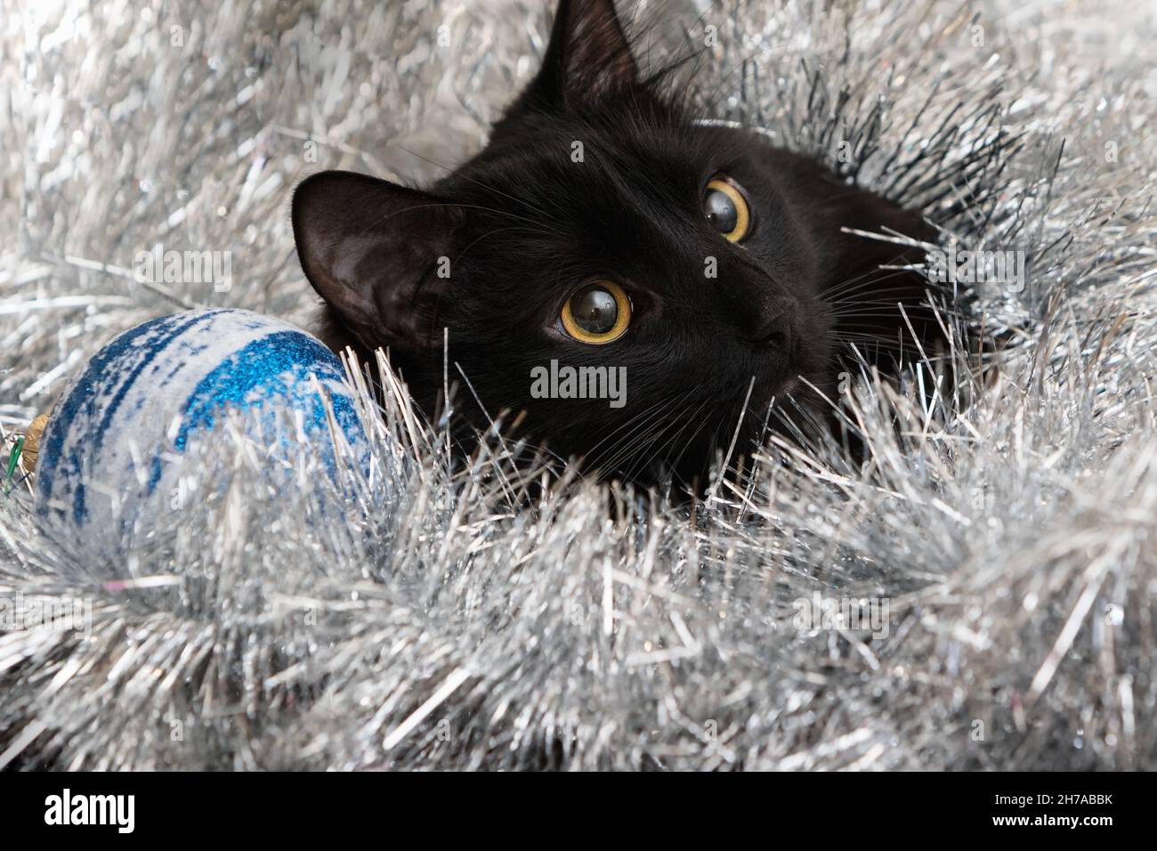 New Year's portrait of a cat in festive decorations. Stock Photo