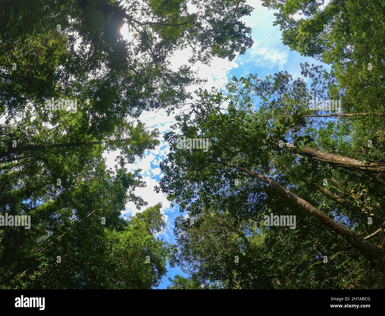 A low angle shot of tall green trees in Sinharaja rain forest in Galle ...