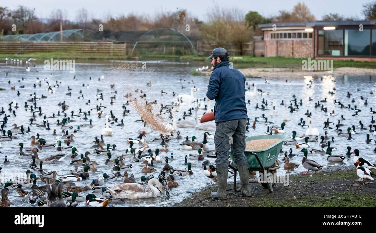 Warden feeding the ducks, swans and geese at Slimbridge Wetland Centre in Slimbridge, Gloucestershire, UK on 17 November 2021 Stock Photo