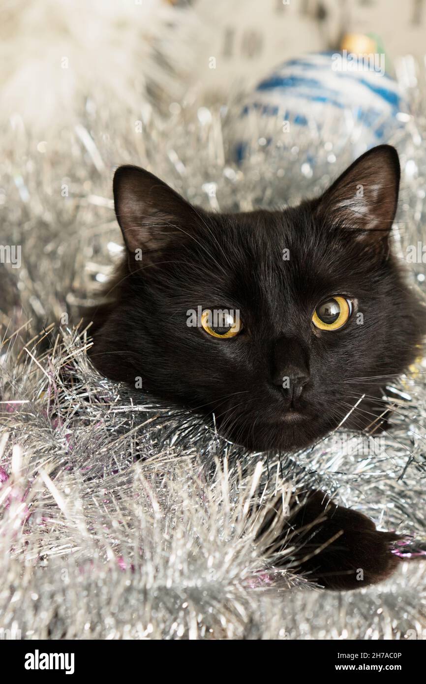 New Year's portrait of a cat in festive decorations. Stock Photo