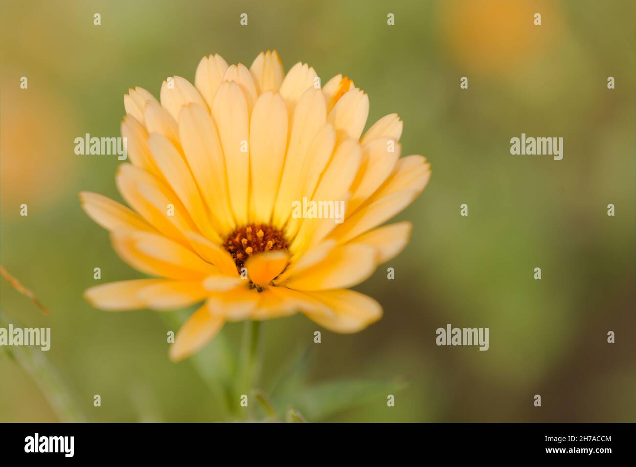 Marigold / Calendula Officianis - Pacific Apricot Beauty Stock Photo