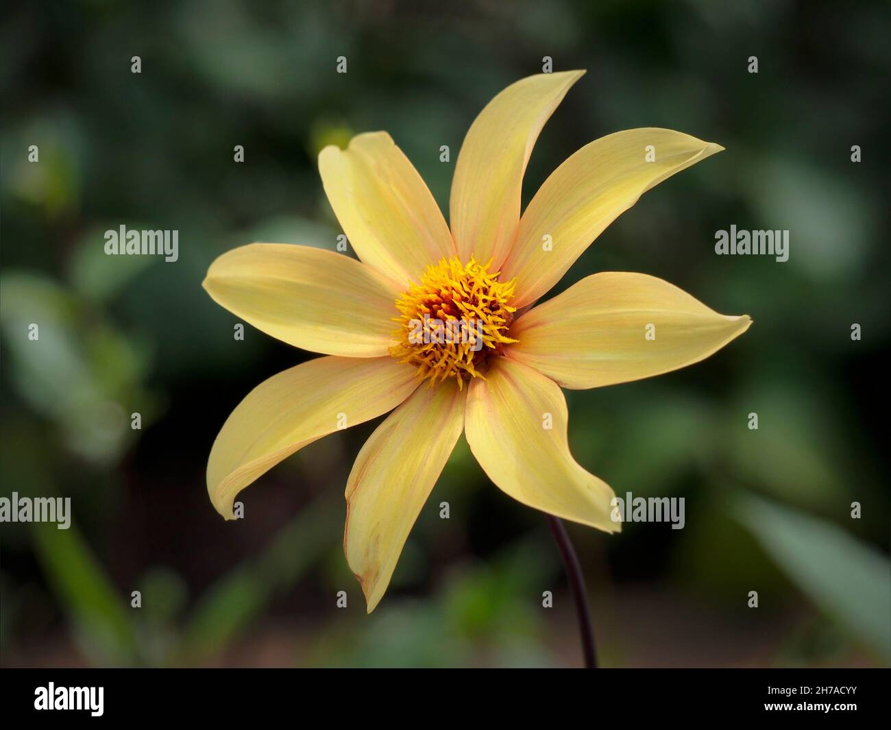 Close up of flower of Dahlia 'Bishop of York' in summer Stock Photo