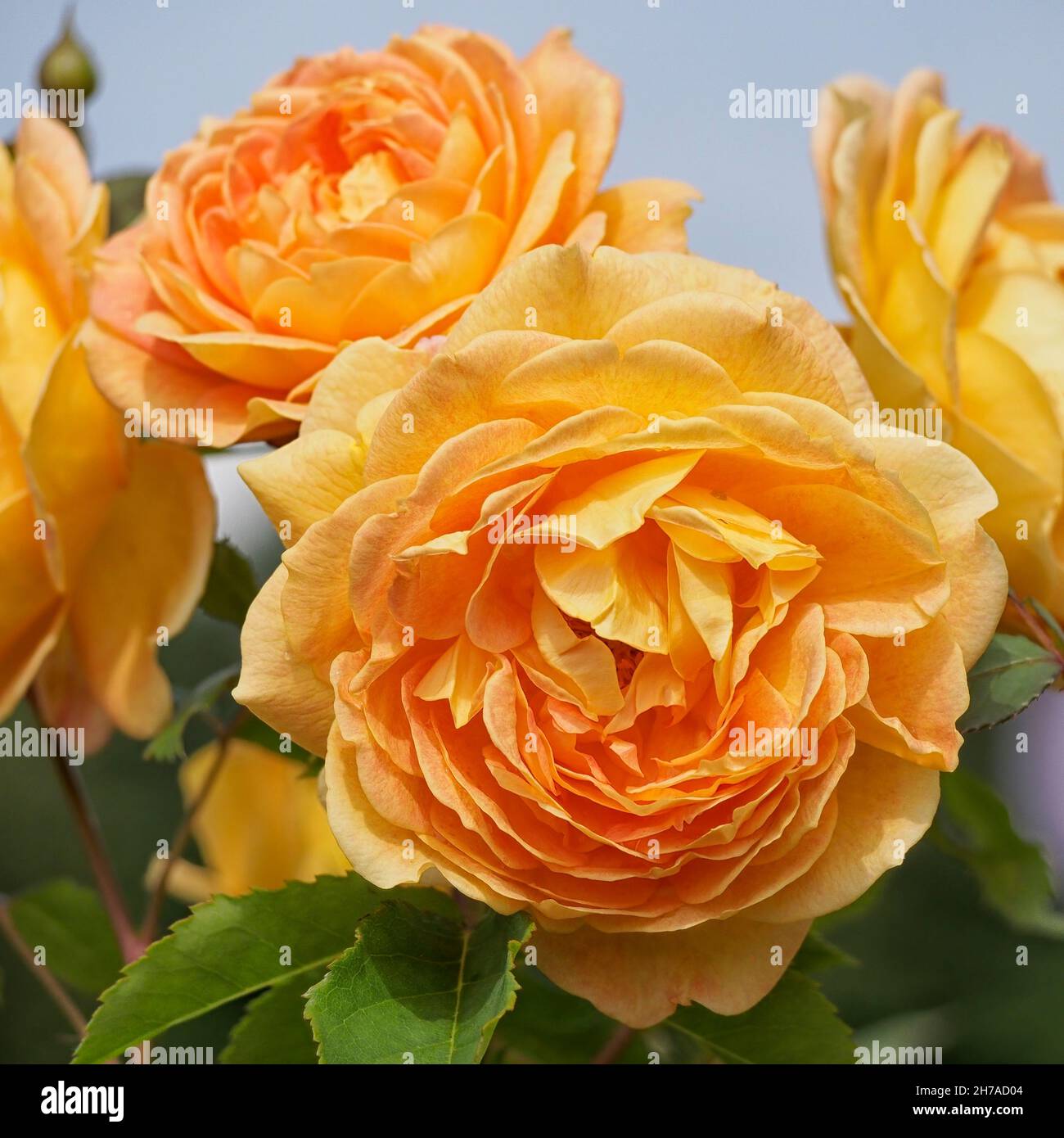 Close up of Flowers of English Shrub rose Rose 'Port Sunlight' by David Austin Stock Photo
