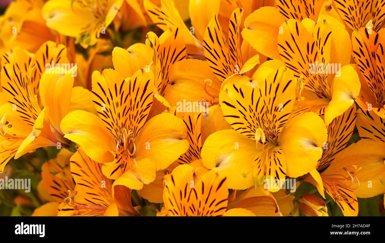 Close up of flowers of Alstroemeria 'Golden Delight' in summer Stock Photo