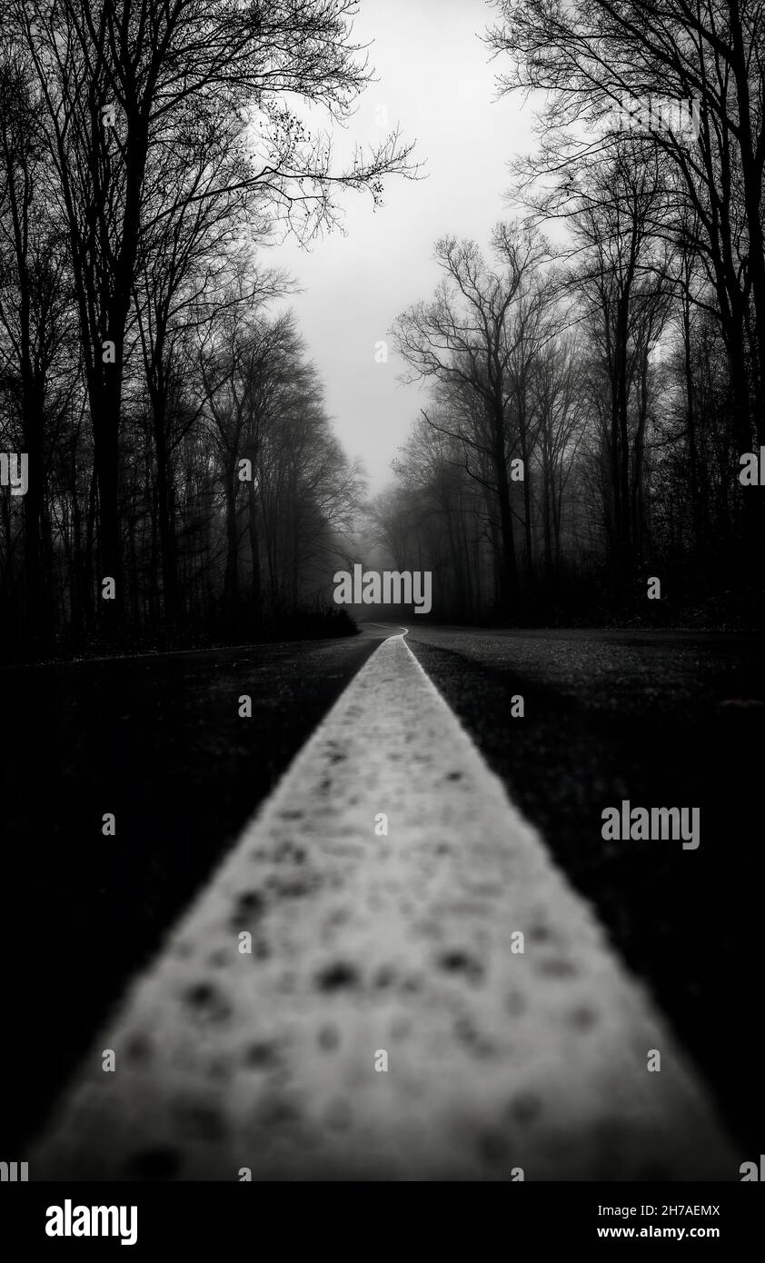 A grayscale of a road with trees on both sides in a foggy day Stock ...