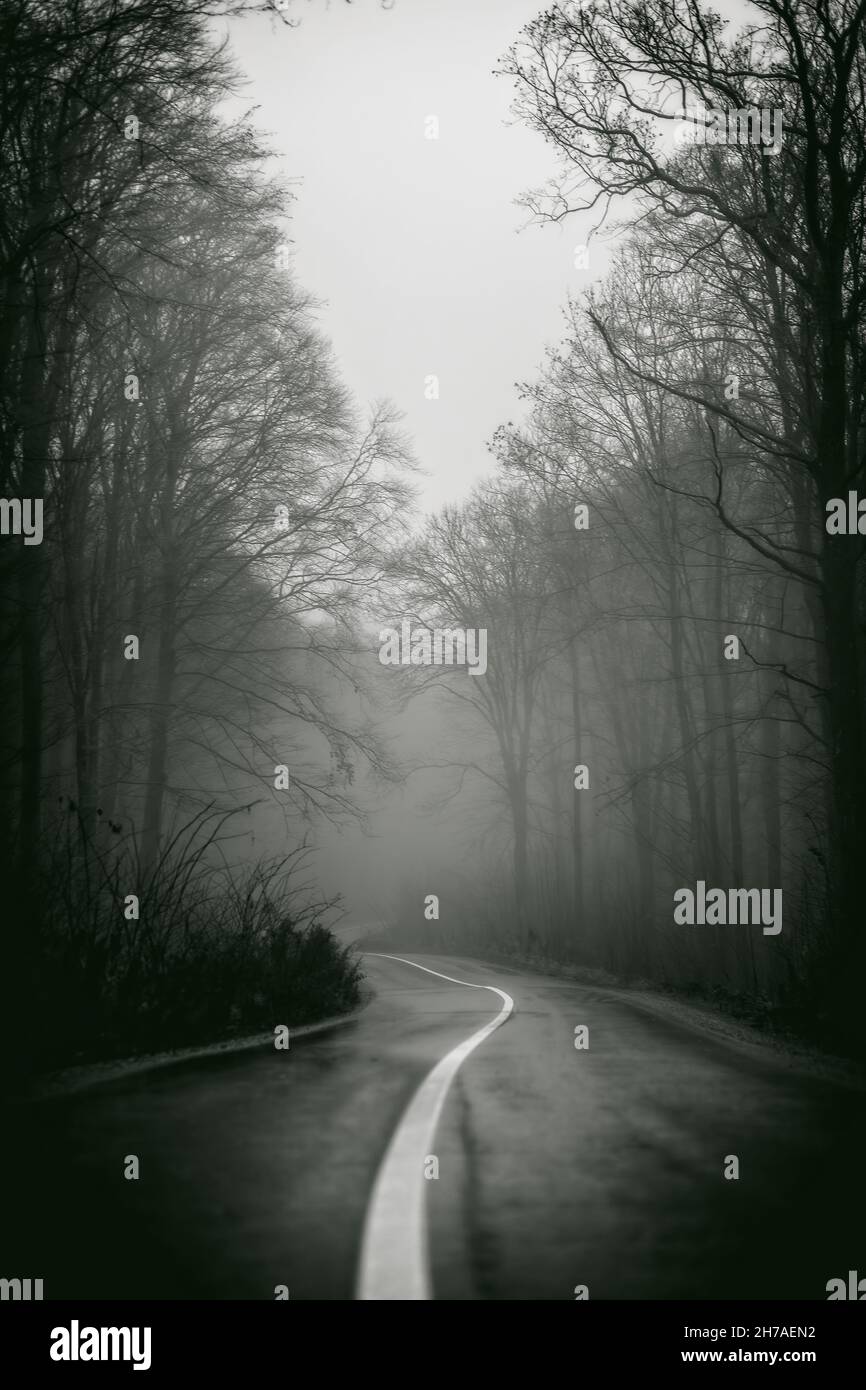 A grayscale of a road with trees on both sides in a foggy day Stock ...