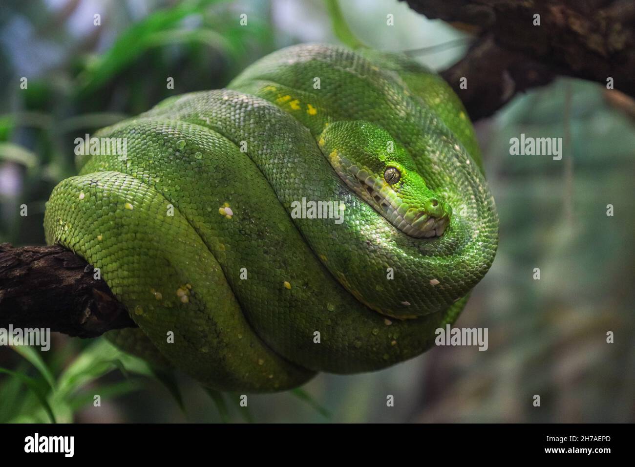 A green python on a tree branch in a forest Stock Photo - Alamy