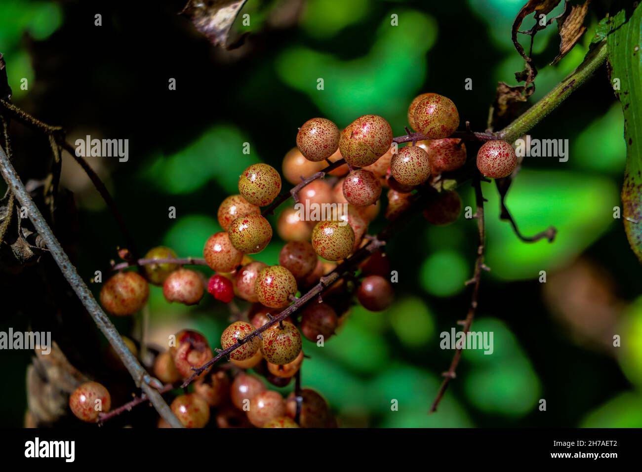 The Maianthemum racemosum fruits on tree Stock Photo