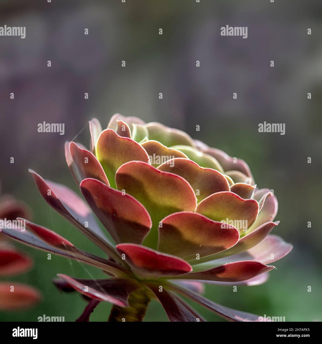 Close up of evergreen succulent Aeonium 'Velour' Stock Photo