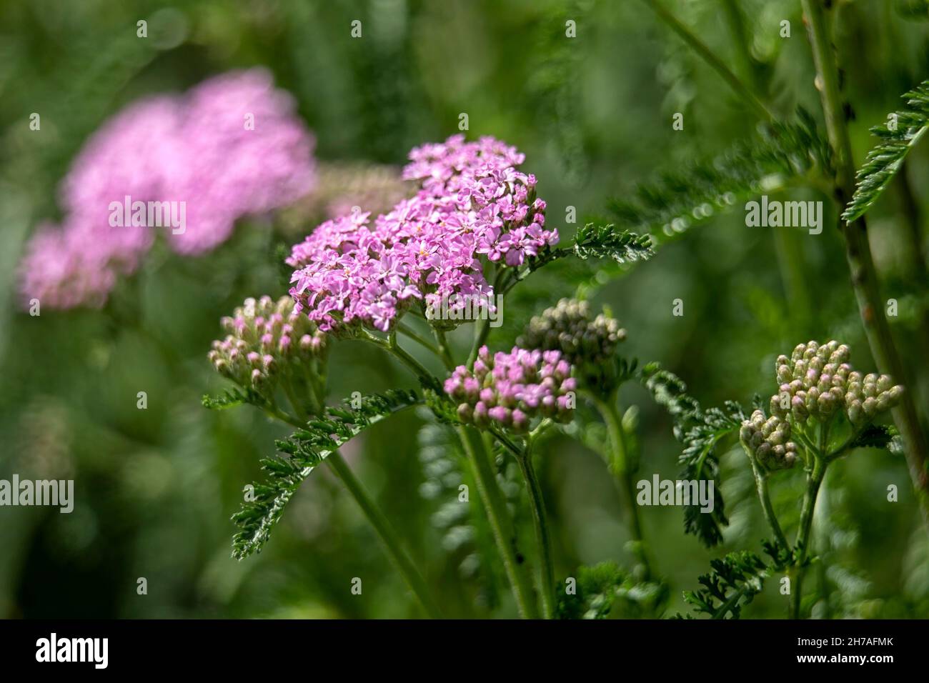 Close up of the flowers of Achillea millefolium 'Cerise Queen' in summer Stock Photo