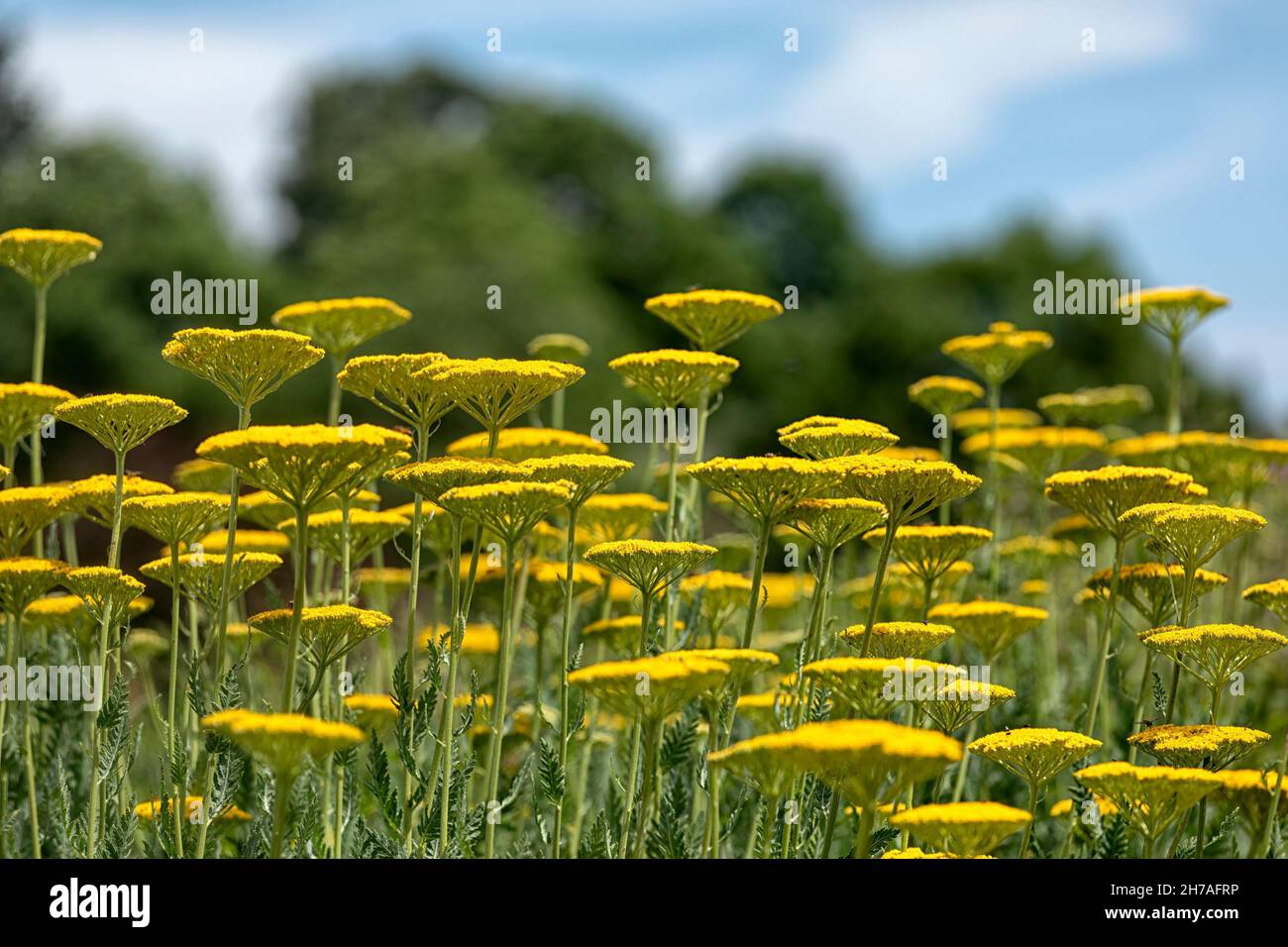 Massed display of Achillea filipendulina ‘Cloth Of Gold’ in a garden in summer Stock Photo