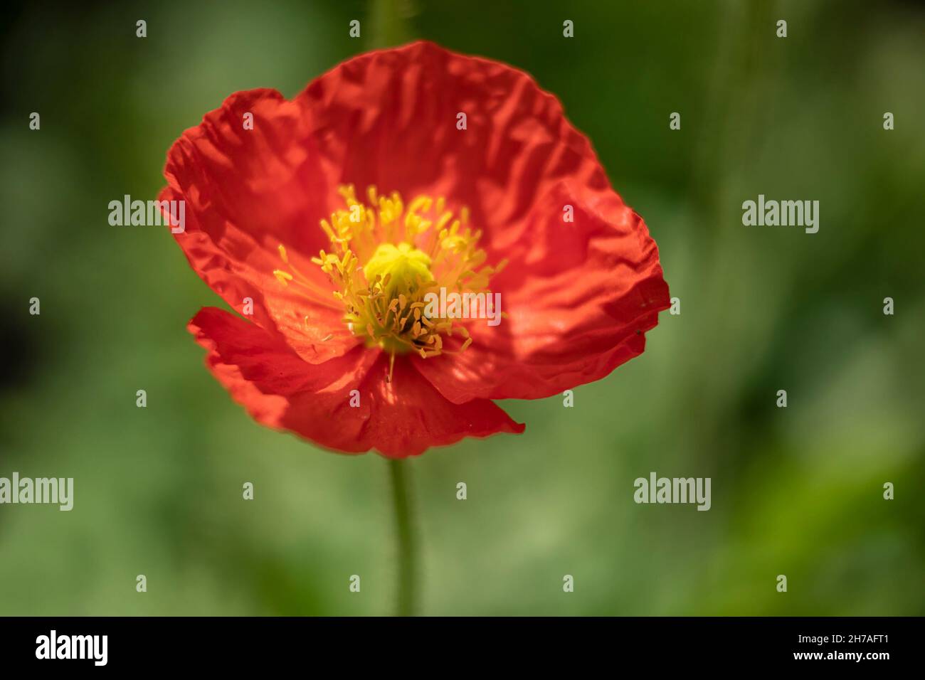 Close up of Papaver nudicaule 'Garden Gnome' in summer against diffused green background Stock Photo